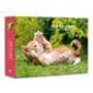 Jeux de chats : L'agenda-calendrier 2020