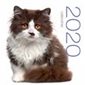Chats : Calendrier 2020 : White star