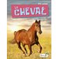 Le cheval : P'tit curieux