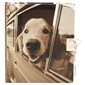 Chien : Journal intime