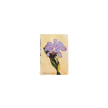 Painted Botanicals : Orchidée Brésilienne : Rigide : Mini : Ligné