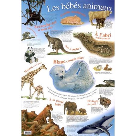 AFFICHE BEBES ANIMAUX