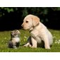 COUSSIN DE LECTURE CHIEN  /  CHAT