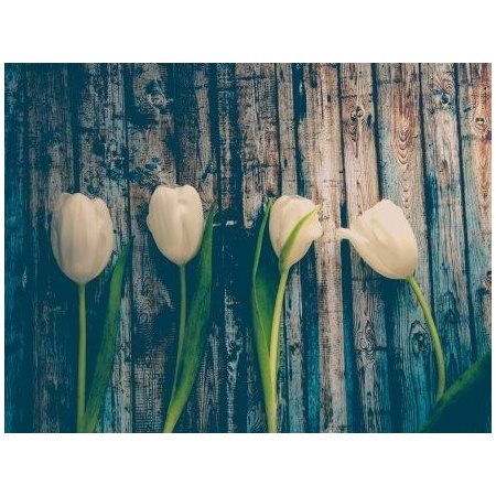 COUSSIN DE LECTURE LES TULIPES