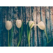 COUSSIN DE LECTURE LES TULIPES