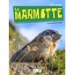La marmotte : P'tit curieux