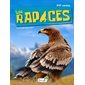 Les rapaces : P'tit curieux