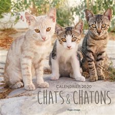 Chats et chatons : Calendrier 2020