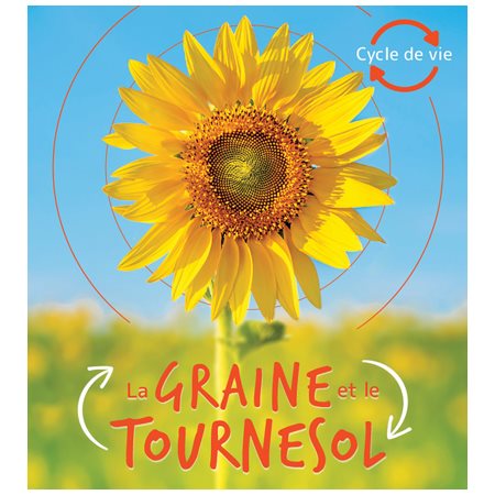 La graine et le tournesol : Cycle de vie