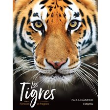 Les tigres : Féroces et fragiles