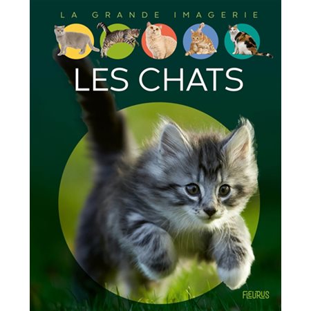 Les chats : La grande imagerie