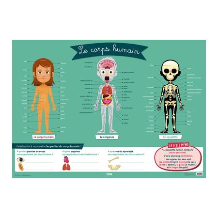 Le corps humain : Mes posters d'école