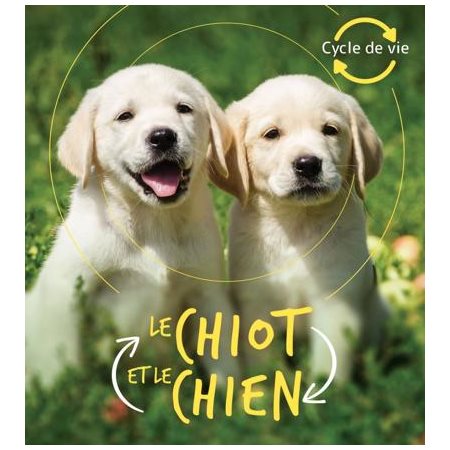 Le chiot et le chien : Cycle de vie