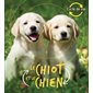 Le chiot et le chien : Cycle de vie