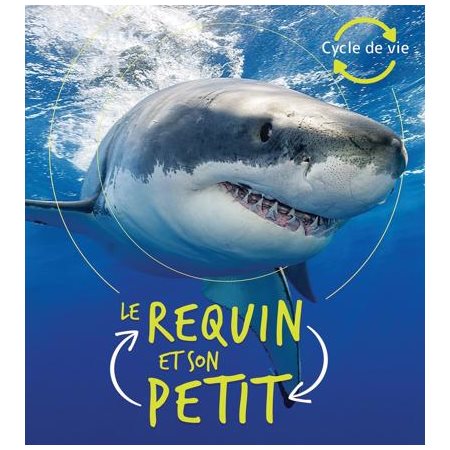 Le requin et son petit : Cycle de vie