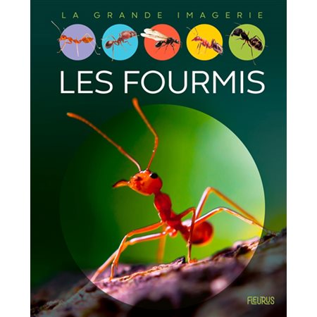 Les fourmis : La grande imagerie : 2e édition