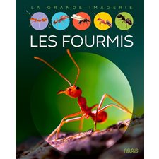 Les fourmis : La grande imagerie : 2e édition