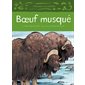 Boeuf musqué : Animaux illustrés