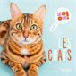 Les chats : Zoom !
