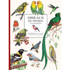 Oiseaux du monde à colorier : planches détachables à colorier ou à peindre