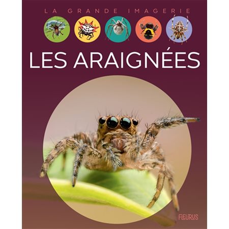 Les araignées : La grande imagerie