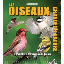 Les oiseaux grandeur nature : Le grand livre des oiseaux du Québec