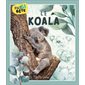 Le koala : Pas si bête