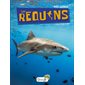 Les requins : P'tit curieux