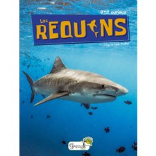 Les requins : P'tit curieux