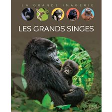 Les grands singes : La grande imagerie : Édition 2025