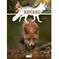 Le renard : P'tit curieux