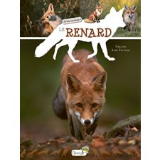 Le renard : P'tit curieux