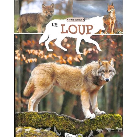 Le loup : P'tit curieux