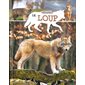 Le loup : P'tit curieux