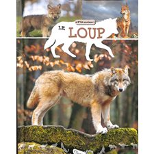 Le loup : P'tit curieux