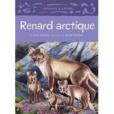 Renard Arctique : Animaux illustrés