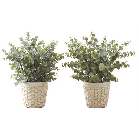 PLANTE ART.EUCALYPTUS / GAZON
