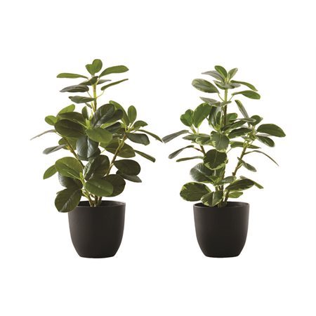 PLANTE ART.FICUS ELASTICA POT