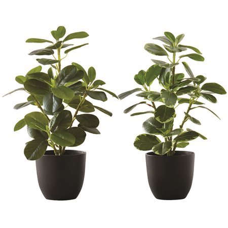 Plant de ficus elastica artificielle