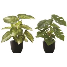 Plant de monstera / calathea articielle