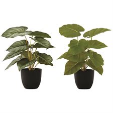 Plant d'epipremnum artificielle